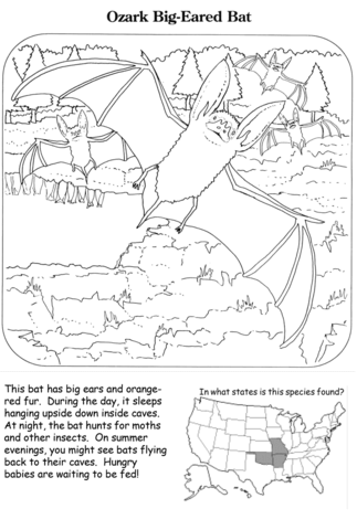 Ozark Big Eared Bat Coloring Page